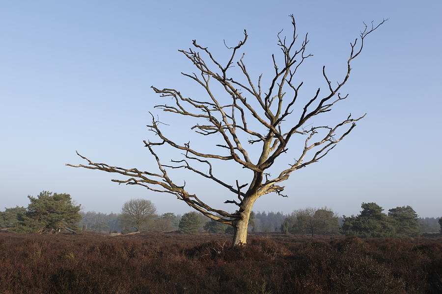 Bare tree