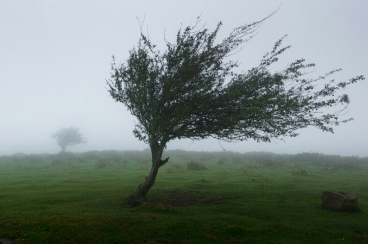 Bitter wind