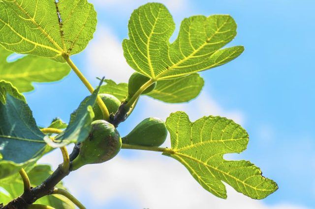 Leaves without figs