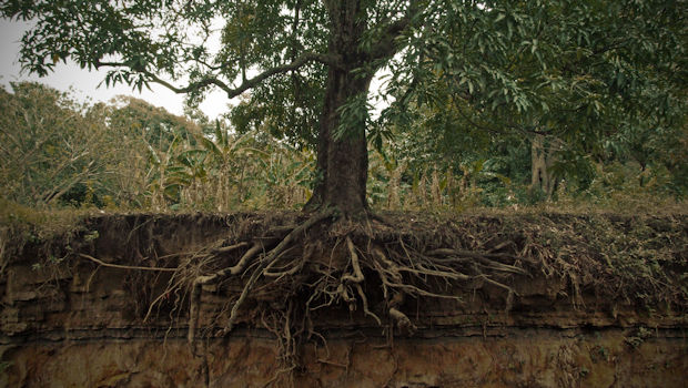 Tree with strong roots